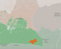 Boumba Bek and Nki National Parks, Cameroon